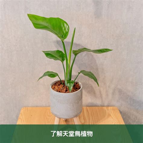 天堂鳥 植栽|天堂鳥植物完全栽培指南 從選擇到養護 